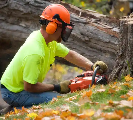 tree services McKinley Heights